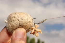 Pva Funnelweb System 5 Pva Funnelweb System - Afbeelding 3