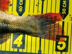 Ruler 130cm -Fishing Gear Verkoop af5da8d4226fafcbbb8a494210ff77e5372224d5
